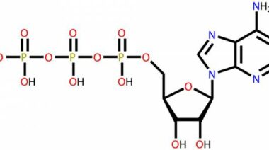 atp, adenosine triphosphate, energy systems, energy transport, atp transport