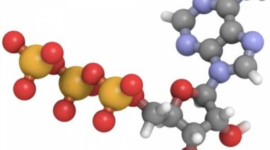 atp, adenosine triphosphate, energy systems, energy transport, atp transport