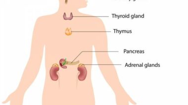 adrenal glands, adrenal fatigue, overtraining, stress and adrenals