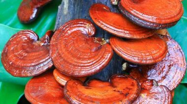 medicinal mushrooms, cordyceps, chaga, reishi, mushroom medicine