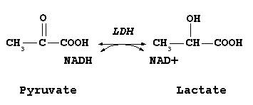 lactic acid, lactate, pyruvate, glycolysis, energy systems, lactic acid buildup