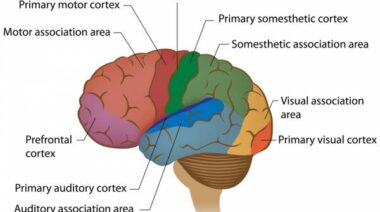 crossfit, weightlifting, nervous system, CNS, proprioception, muscle activation