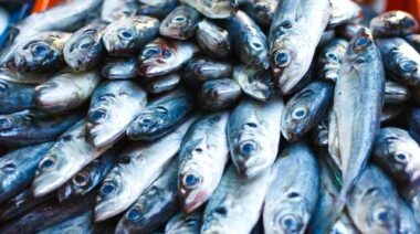 fats, polyunsaturated fats, saturated fats, omega 3, omega 6