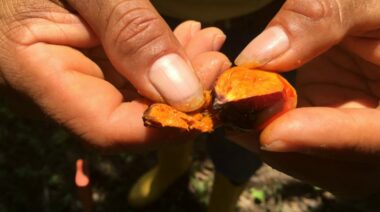 redpalmhandscropped