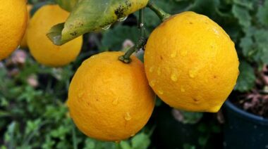 Drinking fresh lemon juice in the morning will raise your pH.