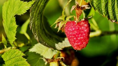 raspberryonthevinehl