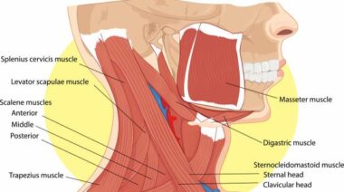 neckmuscles