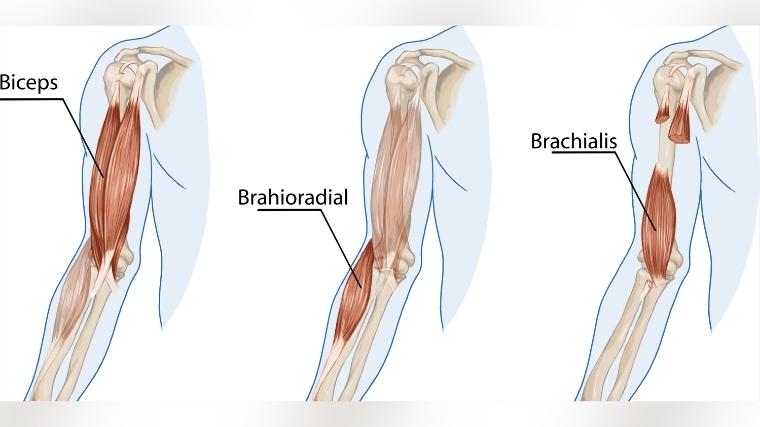 Anatomy chart of biceps muscle